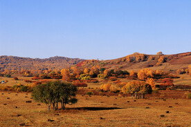 多彩乌兰布统之秋