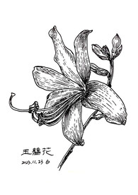 原创钢笔画玉簪花