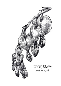 钢笔画手绘荷包牡丹