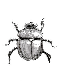 钢笔手绘甲虫
