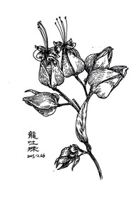 钢笔画手绘龙吐珠 