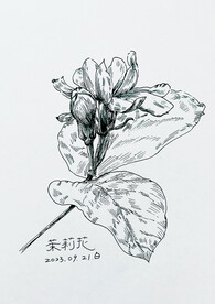 手绘茉莉花