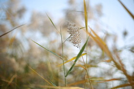 秋天的芦苇