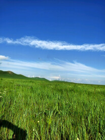 蓝天草地