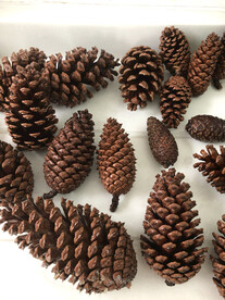 一堆松果