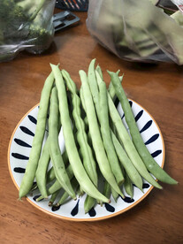四季豆 菜豆