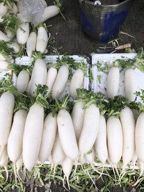 白萝卜