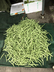 四季豆 菜豆