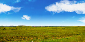 蓝天草地
