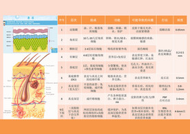 医美整形科普 皮肤层次介绍