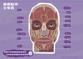 医美整形 面部肌肉分布图 科普