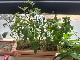 辣椒秧