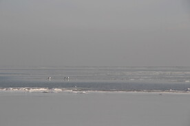 冬日海边上的鸟