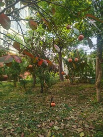 柿子树