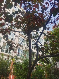 柿子树