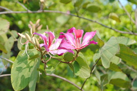 紫荆花