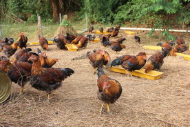农场土鸡