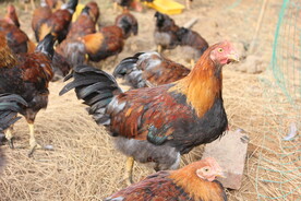 走地鸡养殖
