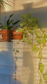 竖屏直播背景图