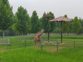 野生动物园里的长颈鹿