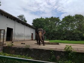 动物园里的大象