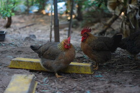农村土鸡