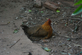 土鸡