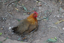 农村土鸡