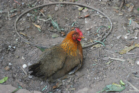 土鸡