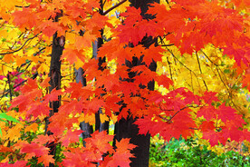 金秋 霜叶红于二月花