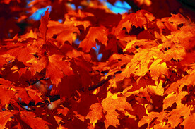 红叶  枫叶