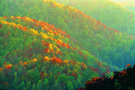层林尽染