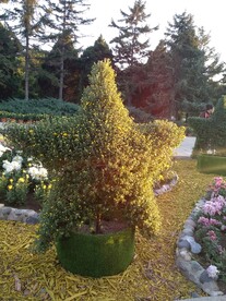 公园五角星花坛