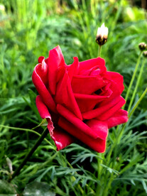 红玫瑰