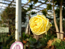 黄玫瑰
