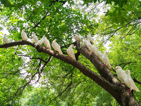 公园 绿色 植物