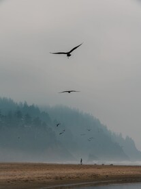 山水风景和飞鸟