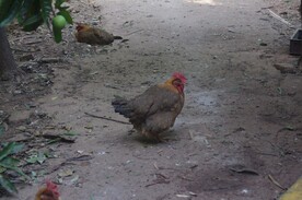 农村走地鸡
