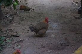 农村走地鸡