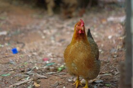农村走地鸡