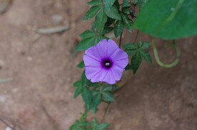 牵牛花