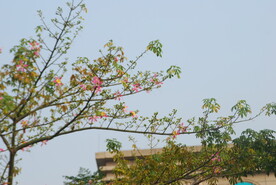 紫荆树