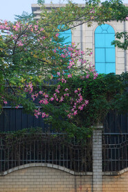 紫荆花与围墙