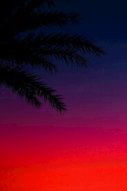 树叶和彩色背景