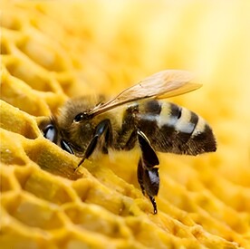 蜜蜂
