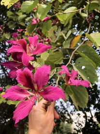 广西柳州紫荆花