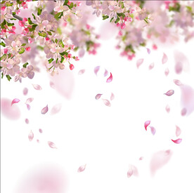 飞舞的樱花花瓣