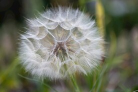 蒲公英 