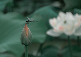 小荷才露尖尖角