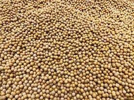 黄豆